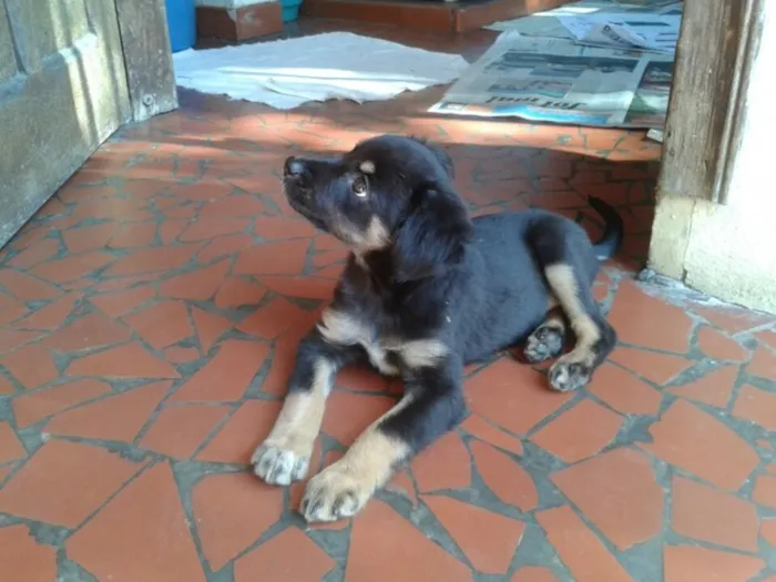 Cachorro ra a SRD idade 2 a 6 meses nome Sem nome