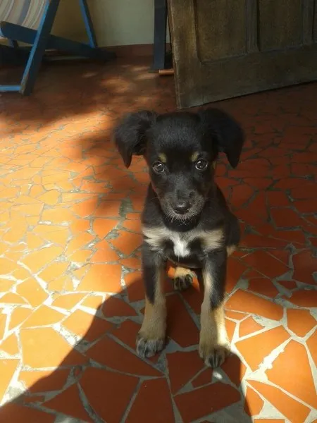 Cachorro ra a SRD idade 2 a 6 meses nome Sem nome