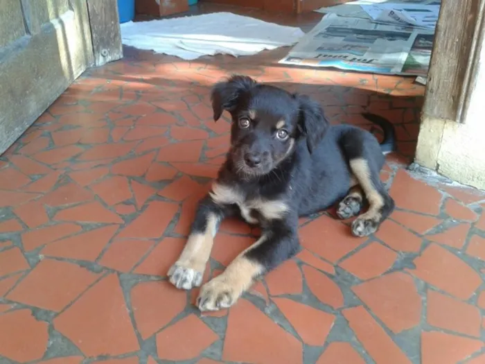 Cachorro ra a SRD idade 2 a 6 meses nome Sem nome