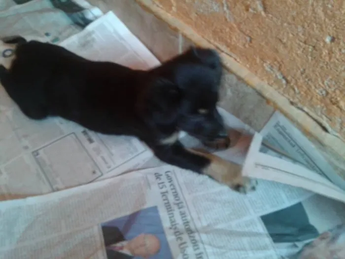 Cachorro ra a SRD idade 2 a 6 meses nome Sem nome