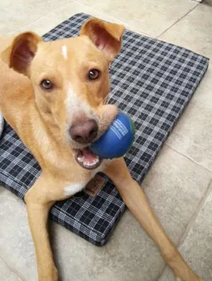 Cachorro raça SRD idade 1 ano nome Leo