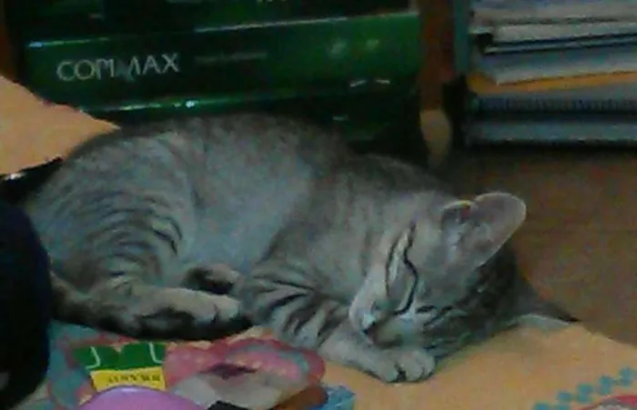 Gato raça  idade 2 a 6 meses nome MEL
