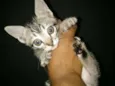 MEL