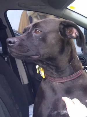 Cachorro raça SRD idade 5 anos nome QUITÉRIA