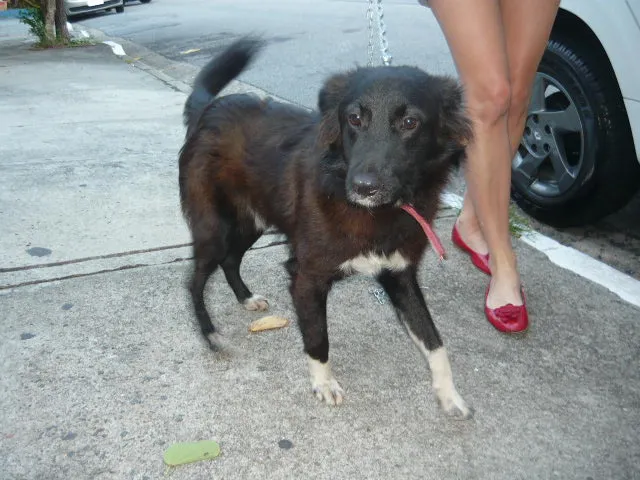 Cachorro ra a SRD idade 1 ano nome Patrick