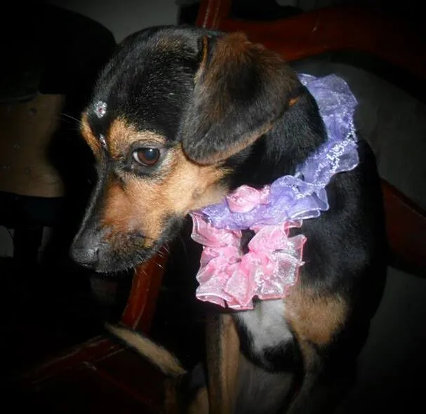 Cachorro ra a SRD idade 1 ano nome Neguinha