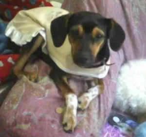 Cachorro raça SRD idade 1 ano nome Neguinha