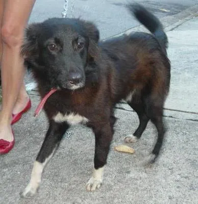 Cachorro ra a SRD idade 1 ano nome Patrick