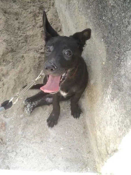 Cachorro ra a SRD idade 2 a 6 meses nome Simba