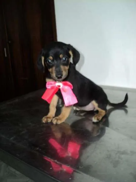 Cachorro ra a SRD idade 2 a 6 meses nome Mary-Kate