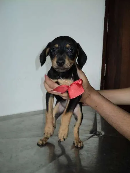 Cachorro ra a SRD idade 2 a 6 meses nome Ashley