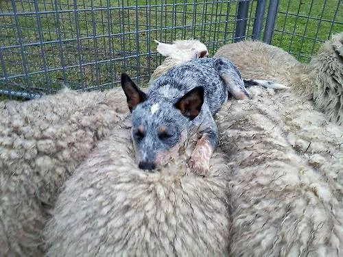 Cachorro ra a blue heeler idade 2 a 6 meses nome Santi