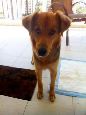 Cachorro raça SRD idade 2 anos nome "Mel"