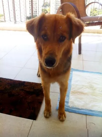 Cachorro ra a SRD idade 2 anos nome "Mel"