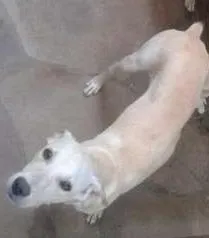 Cachorro raça mestiça labrador idade 1 ano nome Maili