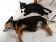 Lindos filhotinhos