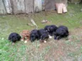 Lindos filhotinhos