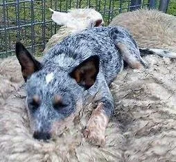 Cachorro raça blue heeler idade 2 a 6 meses nome Santi