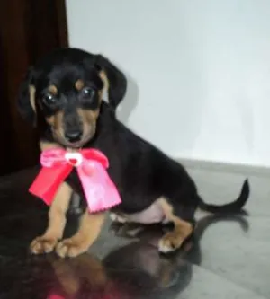 Cachorro raça SRD idade 2 a 6 meses nome Mary-Kate