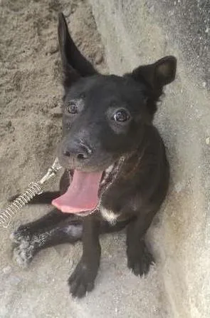 Cachorro ra a SRD idade 2 a 6 meses nome Simba