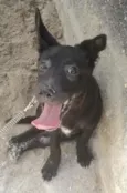 Simba