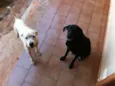 Lindos cães