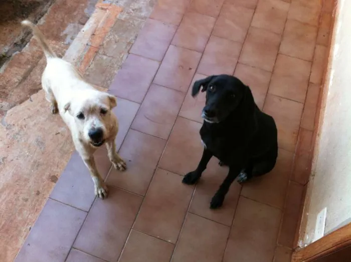 Cachorro ra a SRD idade  nome Lindos cães