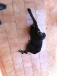 Lindos cães