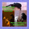 Lindos cães