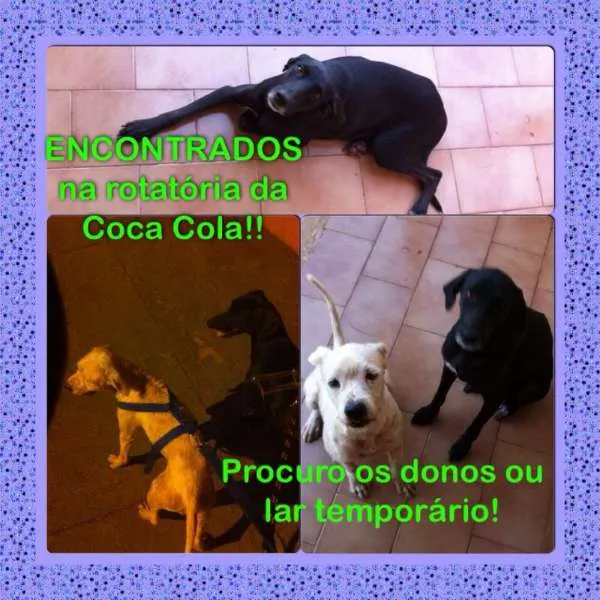 Cachorro ra a SRD idade  nome Lindos cães