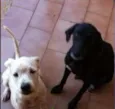 Lindos cães