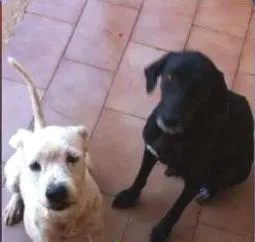 Cachorro ra a SRD idade  nome Lindos cães