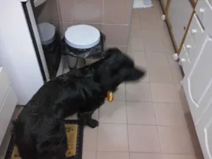 Cachorro raça vira lata  idade 1 ano nome Bob