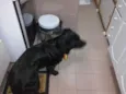 Bob