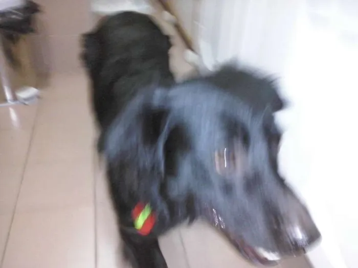 Cachorro ra a vira lata  idade 1 ano nome Bob