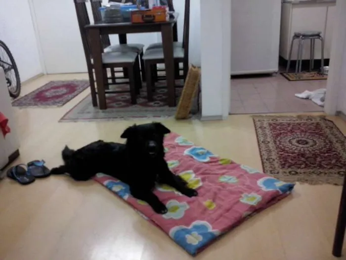 Cachorro ra a vira lata  idade 1 ano nome Bob