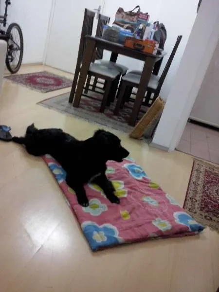 Cachorro ra a vira lata  idade 1 ano nome Bob