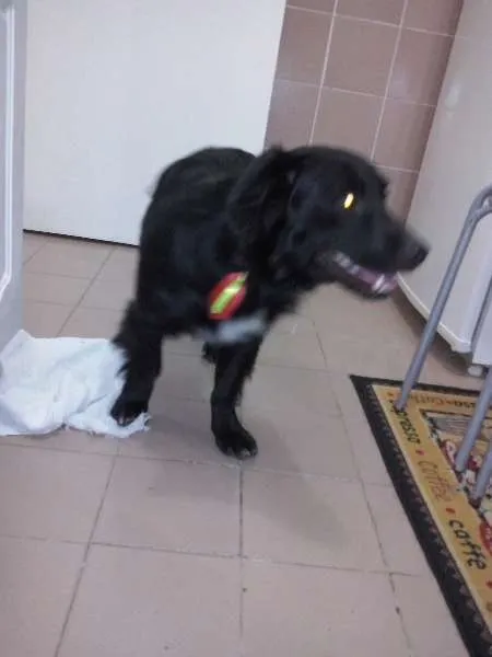 Cachorro ra a vira lata  idade 1 ano nome Bob