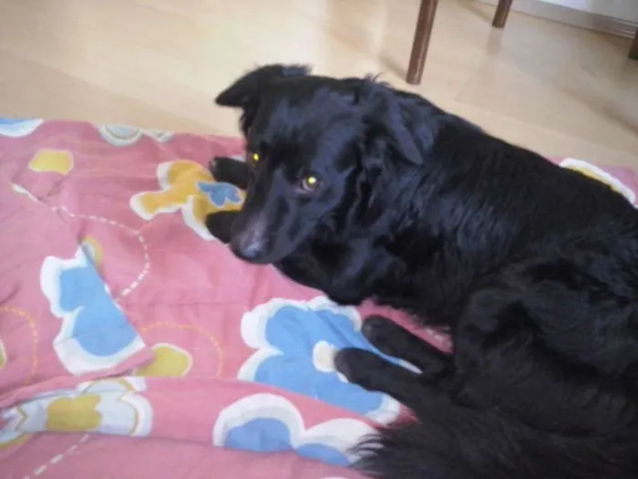 Cachorro ra a vira lata  idade 1 ano nome Bob