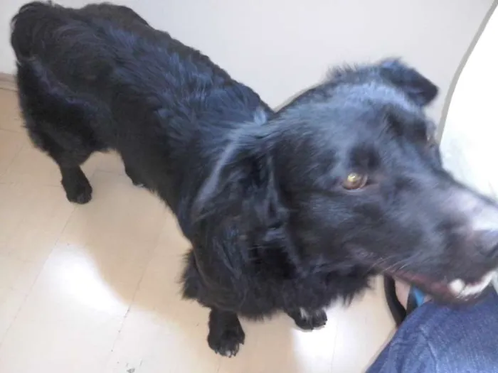Cachorro ra a vira lata  idade 1 ano nome Bob