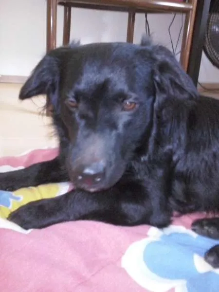 Cachorro ra a vira lata  idade 1 ano nome Bob