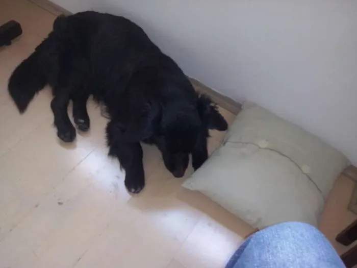 Cachorro ra a vira lata  idade 1 ano nome Bob