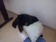 Bob