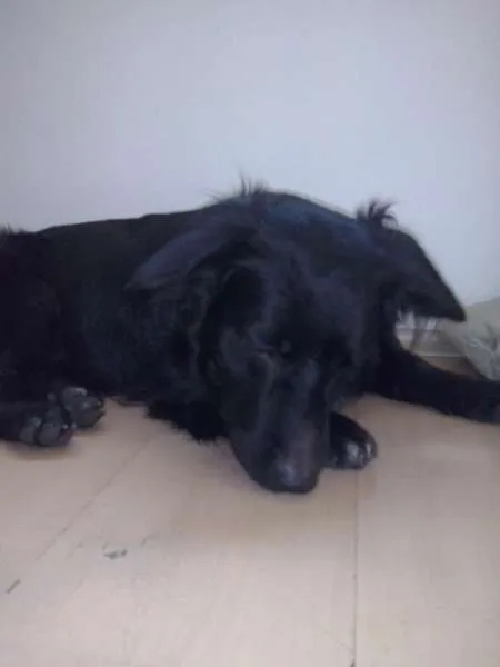 Cachorro ra a vira lata  idade 1 ano nome Bob