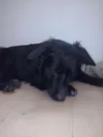 Bob