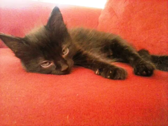 Gato ra a vira-lata idade Abaixo de 2 meses nome Bebêum