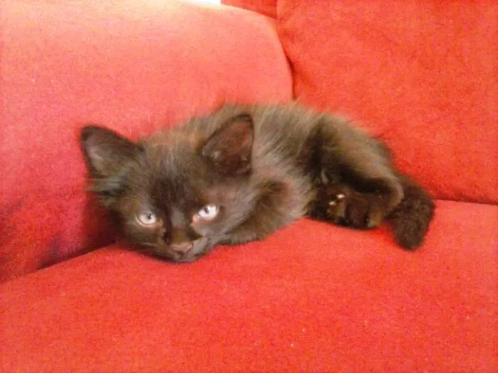Gato ra a vira-lata idade Abaixo de 2 meses nome Bebêdois