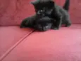 Bebêdois
