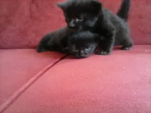 Gato raça vira-lata idade Abaixo de 2 meses nome Bebêdois