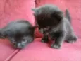 Bebêdois